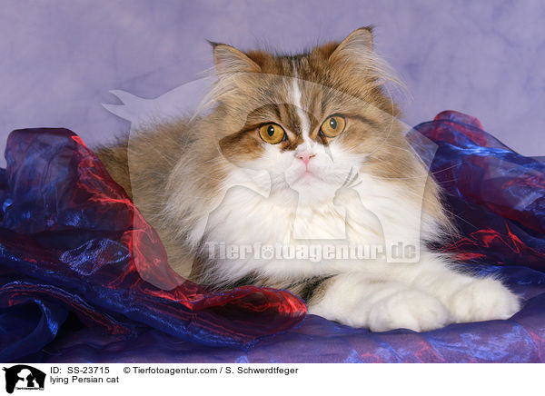 liegender Perser / lying Persian cat / SS-23715