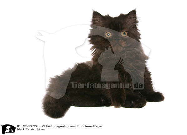 schwarzes Perser Ktzchen / black Persian kitten / SS-23729