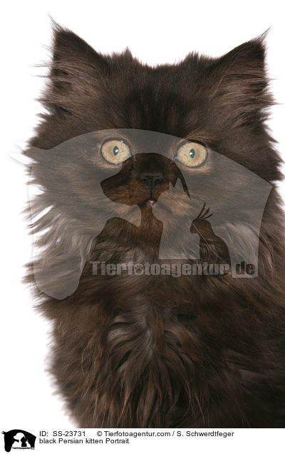 schwarzes Perser Ktzchen im Portrait / black Persian kitten Portrait / SS-23731