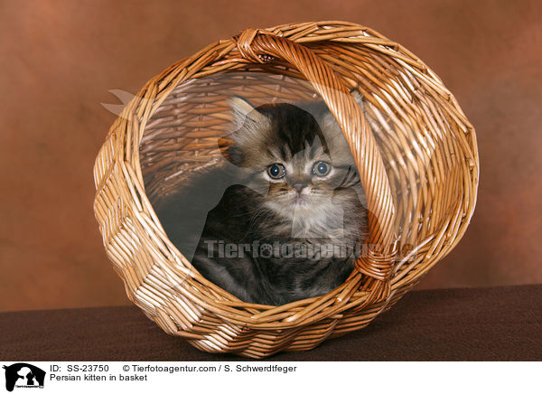 Perser Ktzchen im Krbchen / Persian kitten in basket / SS-23750