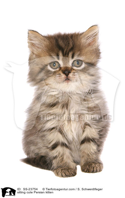 sitzendes ses Perser Ktzchen / sitting cute Persian kitten / SS-23754