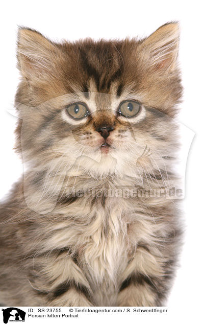 Perser Ktzchen Portrait / Persian kitten Portrait / SS-23755