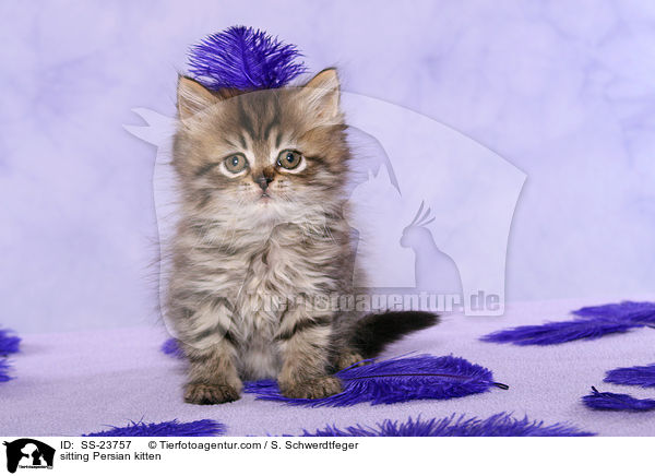 sitzendes Perser Ktzchen / sitting Persian kitten / SS-23757