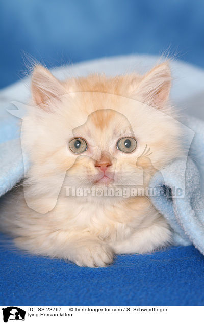 liegendes Perser Ktzchen / lying Persian kitten / SS-23767