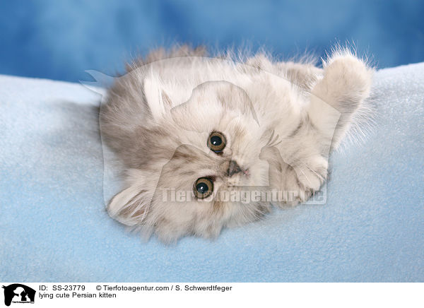 liegendes ses Perser Ktzchen / lying cute Persian kitten / SS-23779