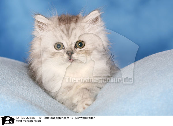 liegendes Perser Ktzchen / lying Persian kitten / SS-23786