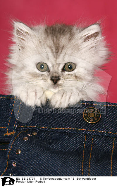 Perser Ktzchen Portrait / Persian kitten Portrait / SS-23791