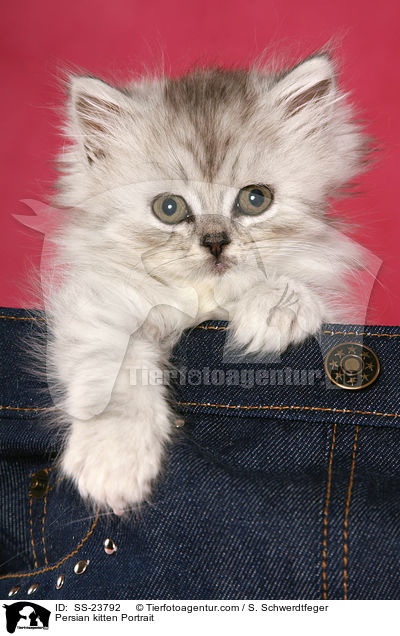 Perser Ktzchen Portrait / Persian kitten Portrait / SS-23792