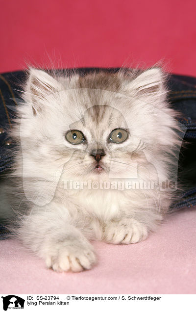 liegendes Perser Ktzchen / lying Persian kitten / SS-23794