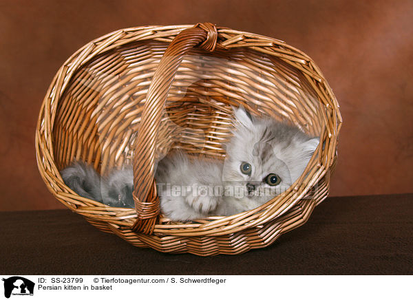 Perser Ktzchen im Korb / Persian kitten in basket / SS-23799