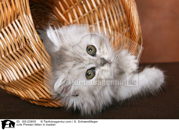ses Perser Ktzchen im Korb / cute Persian kitten in basket / SS-23800