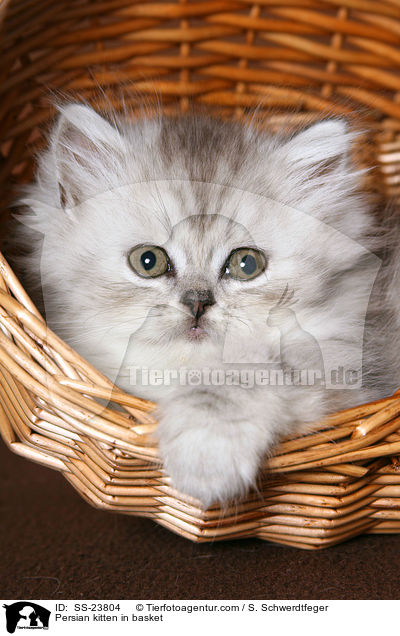 Perser Ktzchen im Korb / Persian kitten in basket / SS-23804