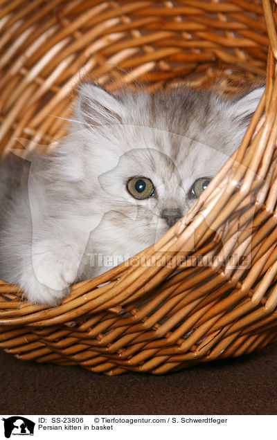 Perser Ktzchen im Korb / Persian kitten in basket / SS-23806