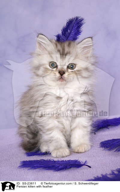 Perser Ktzchen mit Feder / Persian kitten with feather / SS-23811
