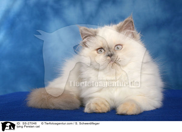 liegender Perser / lying Persian cat / SS-27046