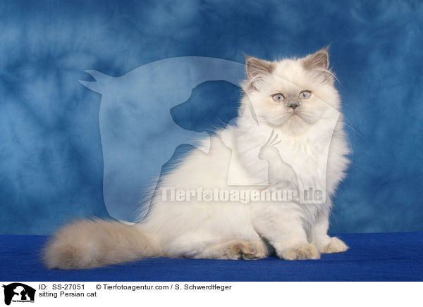 sitzender Perser / sitting Persian cat / SS-27051