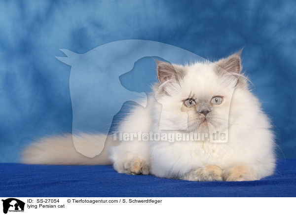 lying Persian cat / SS-27054
