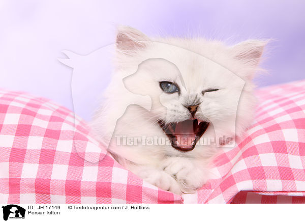 Perser Ktzchen / Persian kitten / JH-17149