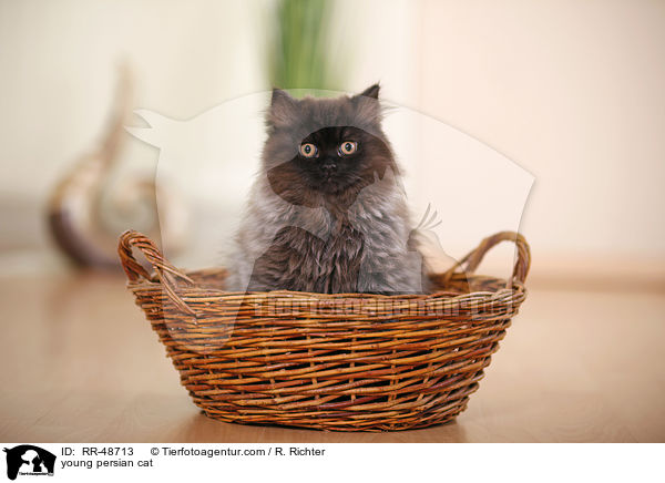junge Perser / young persian cat / RR-48713
