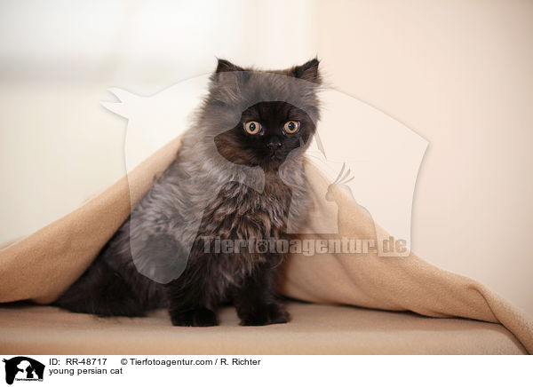 junge Perser / young persian cat / RR-48717