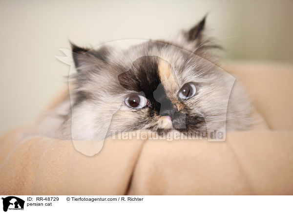 persian cat / RR-48729