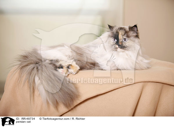 persian cat / RR-48734
