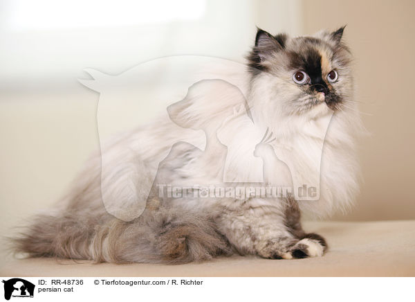 persian cat / RR-48736