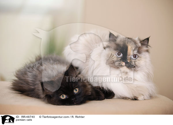 persian cats / RR-48740