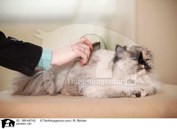 Perserkatze / persian cat / RR-48742