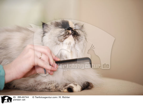 persian cat / RR-48744