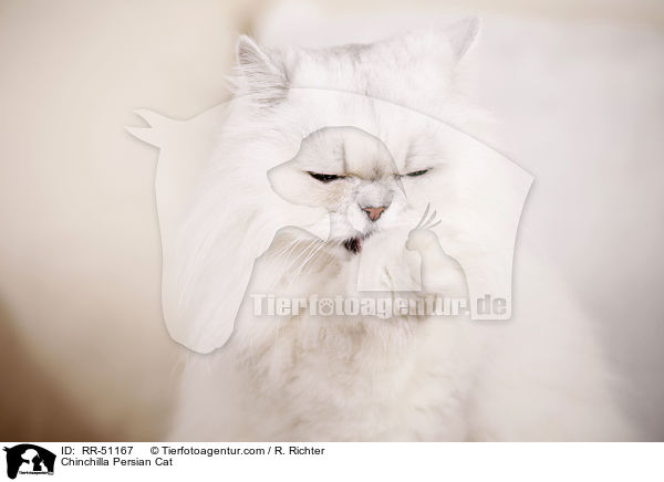 Chinchilla Perser / Chinchilla Persian Cat / RR-51167