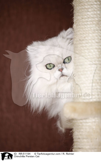 Chinchilla Perser / Chinchilla Persian Cat / RR-51194