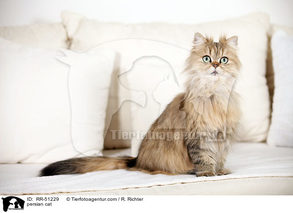 shaded-golden Perser / persian cat / RR-51229