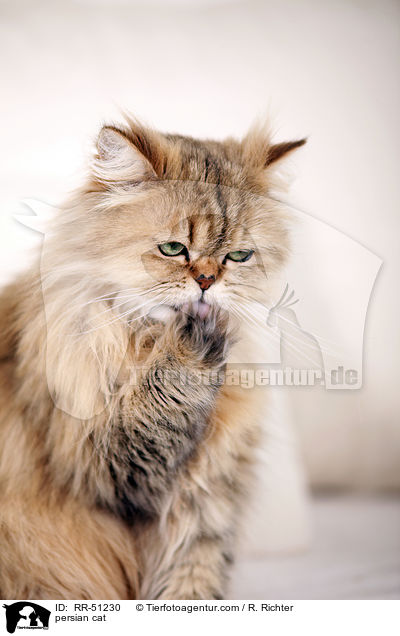 shaded-golden Perser / persian cat / RR-51230