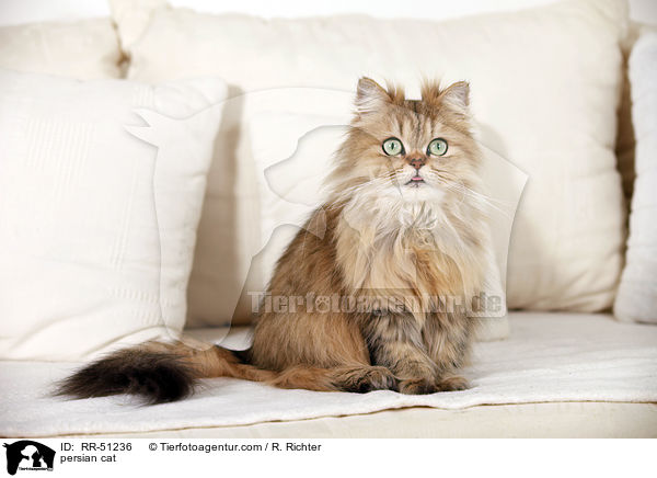 persian cat / RR-51236