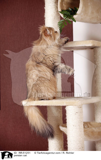 shaded-golden Perser / persian cat / RR-51251