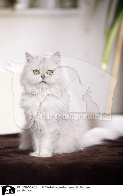 shaded-silver Perser / persian cat / RR-51285