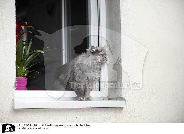 Perser am Fester / persian cat on window / RR-54516