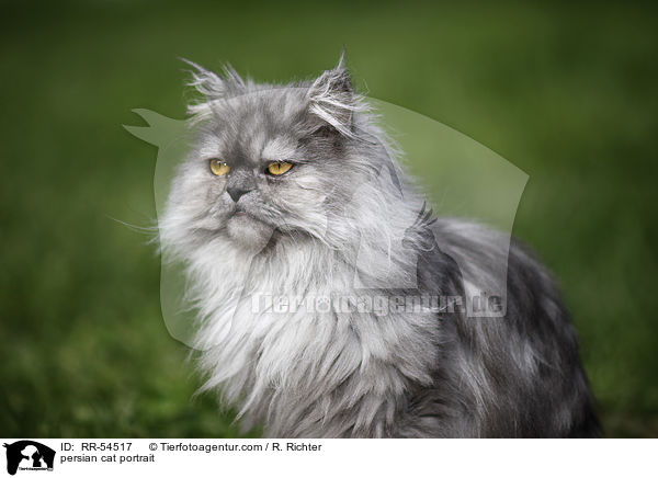 persian cat portrait / RR-54517