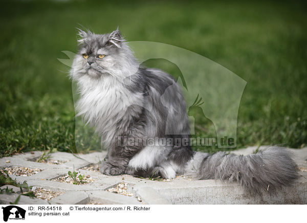 sitting persian cat / RR-54518