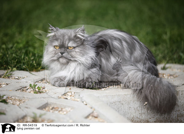 lying persian cat / RR-54519