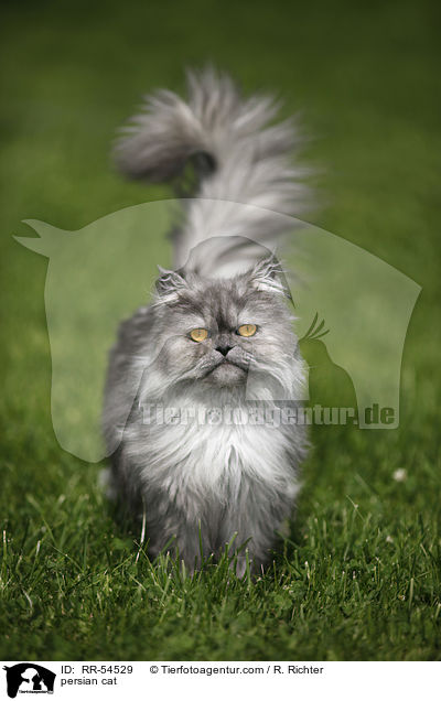 Perser Katze / persian cat / RR-54529