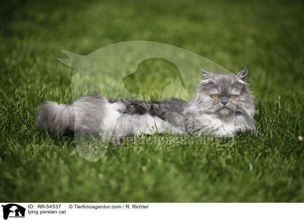 lying persian cat / RR-54537
