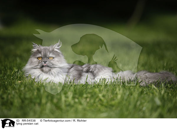 lying persian cat / RR-54538