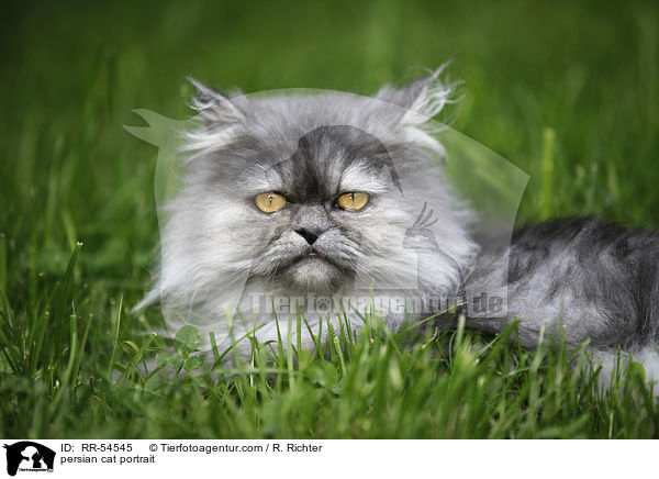 persian cat portrait / RR-54545