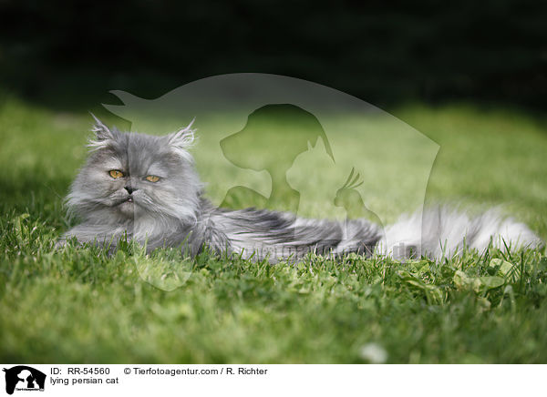 lying persian cat / RR-54560