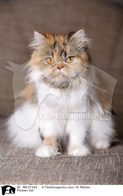 Persian Cat / RR-57324