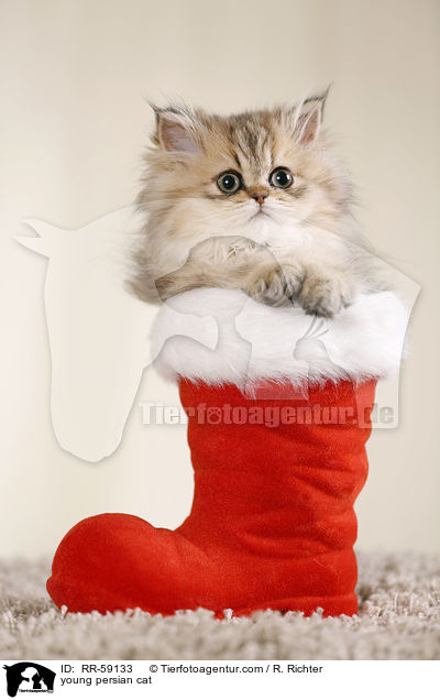junge Perserkatze / young persian cat / RR-59133
