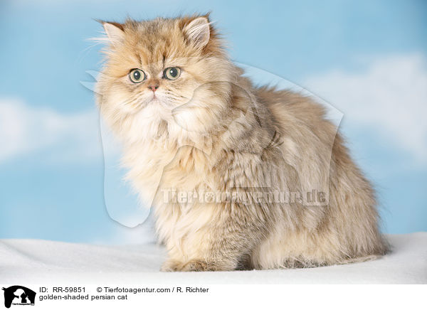golden-shaded Perser / golden-shaded persian cat / RR-59851