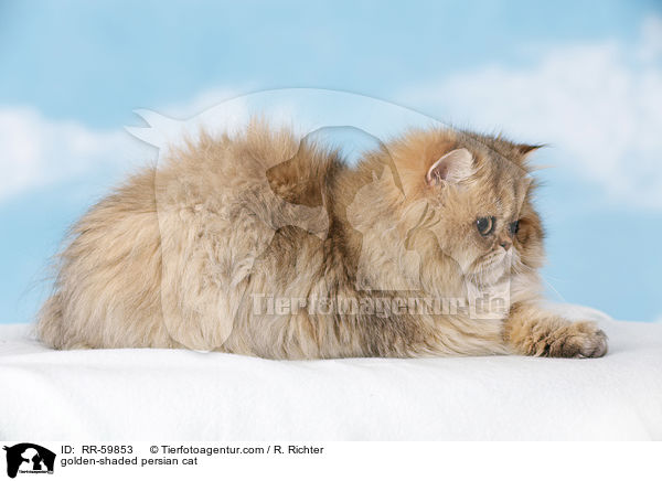 golden-shaded Perser / golden-shaded persian cat / RR-59853